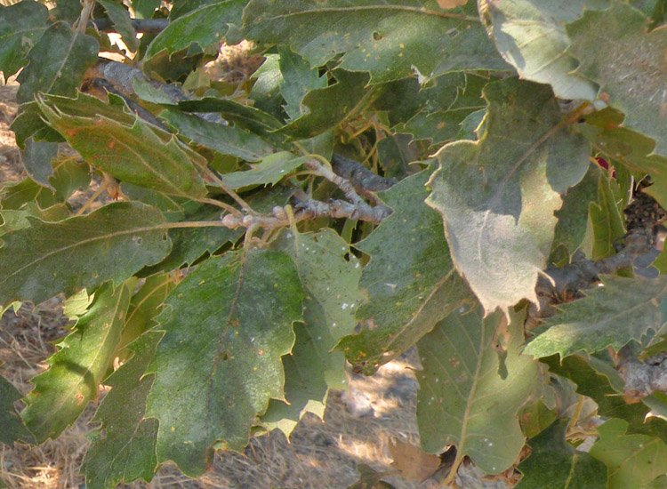 Quercus calliprinos e Quercus macrolepis